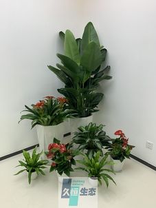 鄞州办公室花卉绿植租摆简约组合